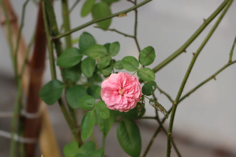 https://www.cqzhxy.cn/SITE_ATTACHE/www_cqzhxy_cn/2024-09-26/upload/image/20240926/1727312242483009952.png