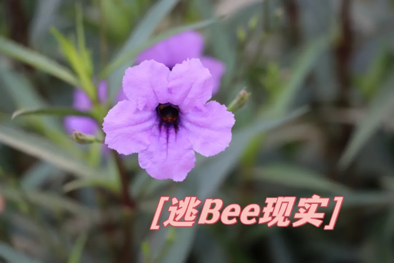 https://www.cqzhxy.cn/SITE_ATTACHE/www_cqzhxy_cn/2024-09-26/upload/image/20240926/1727312257781038678.png