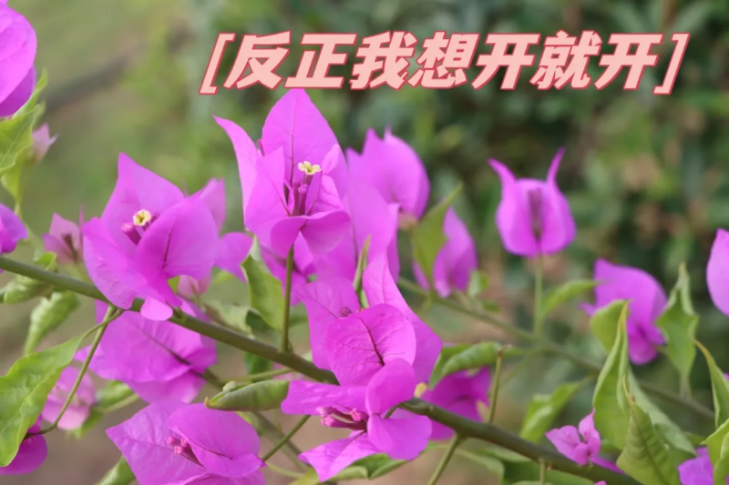 https://www.cqzhxy.cn/SITE_ATTACHE/www_cqzhxy_cn/2024-09-26/upload/image/20240926/1727312242804002899.png